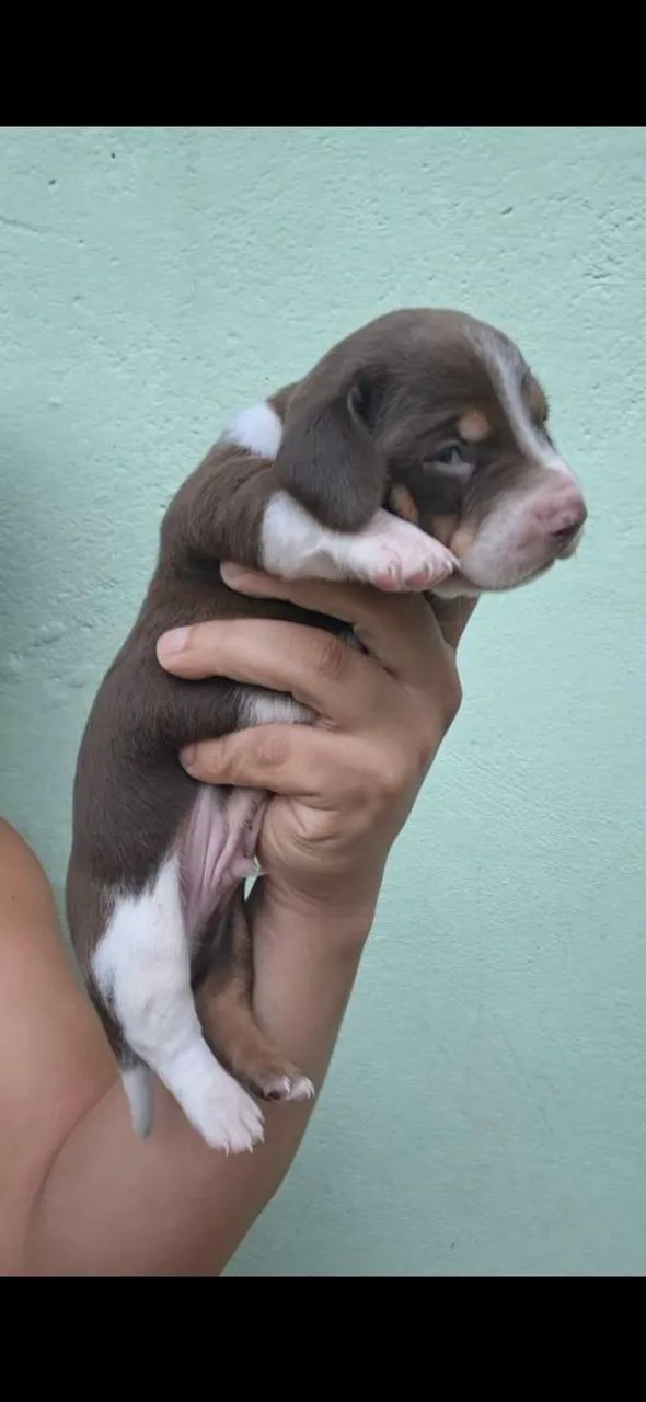 Filhotes de daschund  - Foto 3