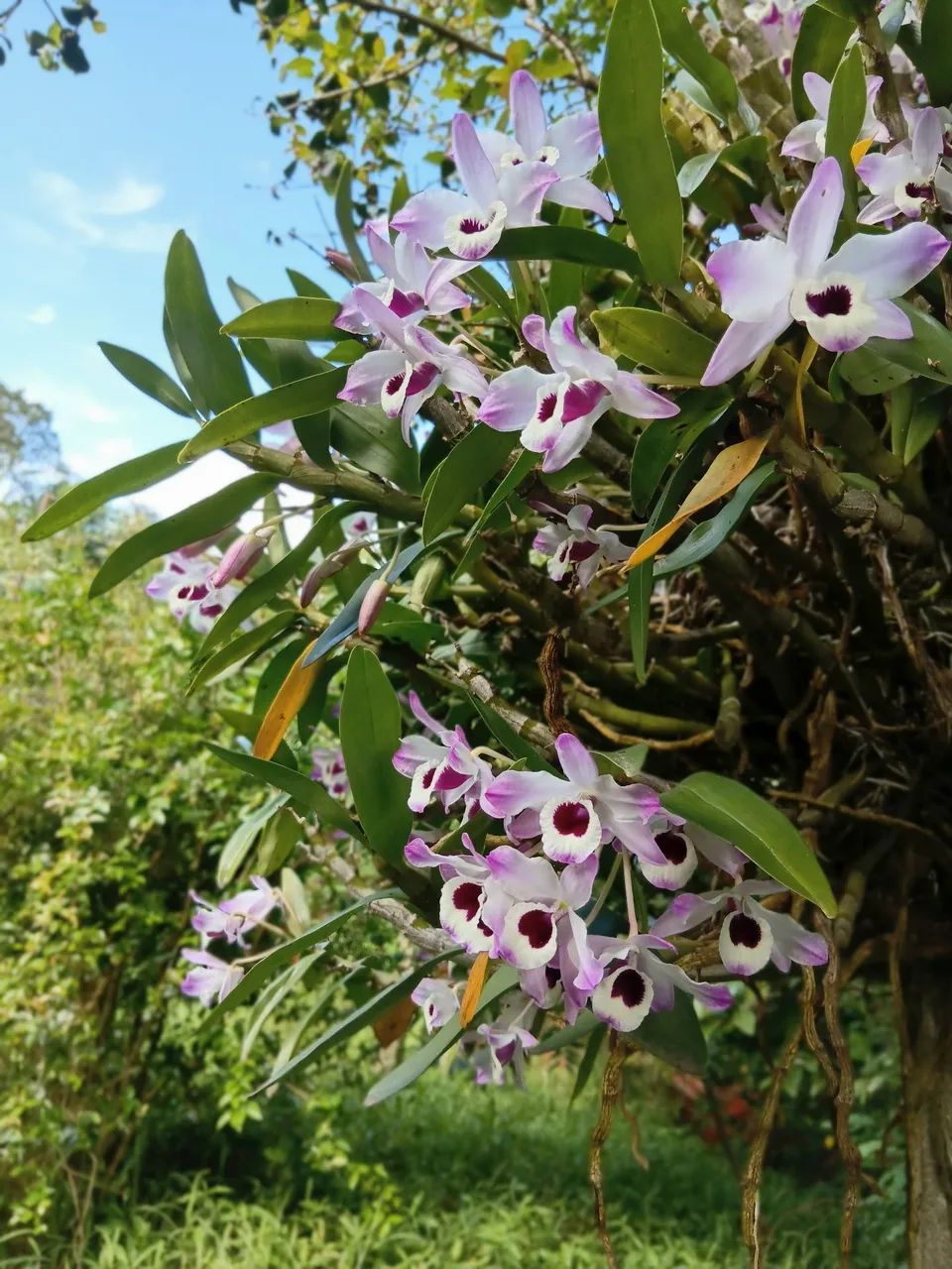 Orquídeas  - Foto 4
