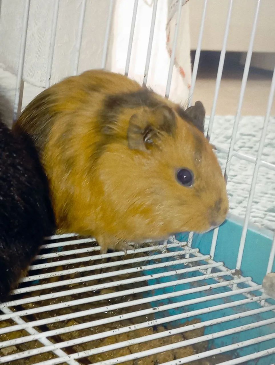 Vendo porquinho da índia  - Foto 2