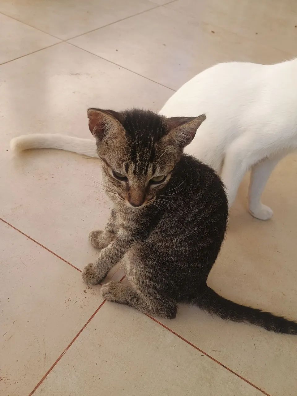 Doa-se gatinhos - Foto 3