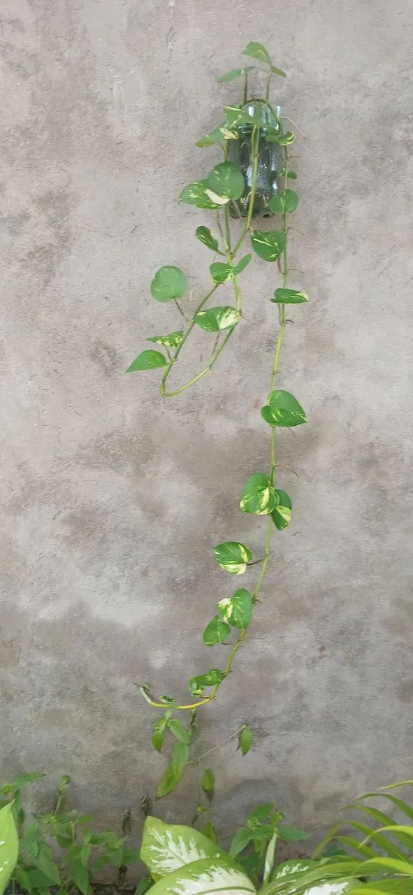 Plantas 