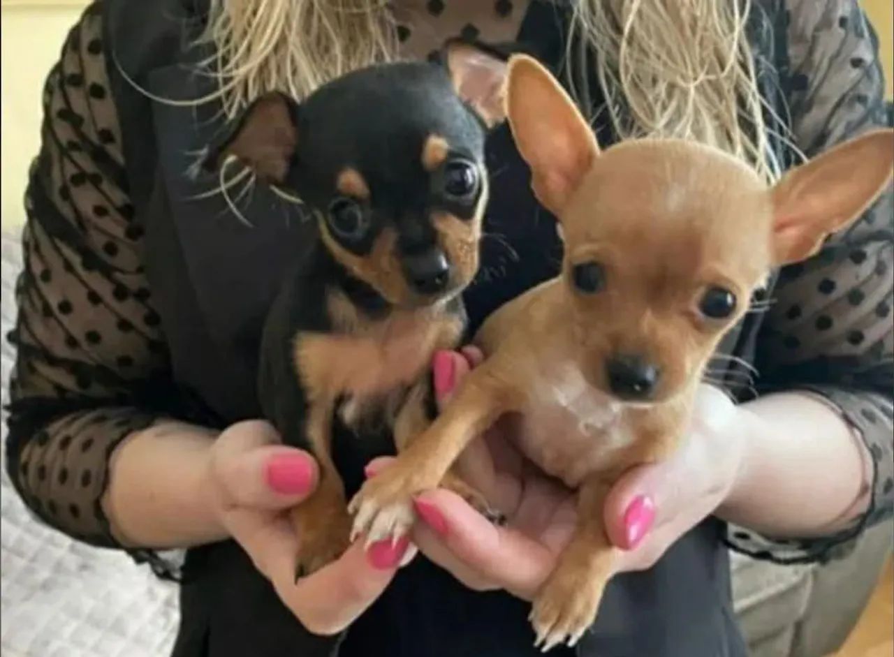 Vendo Filhotes Pinscher Zero  - Foto 5