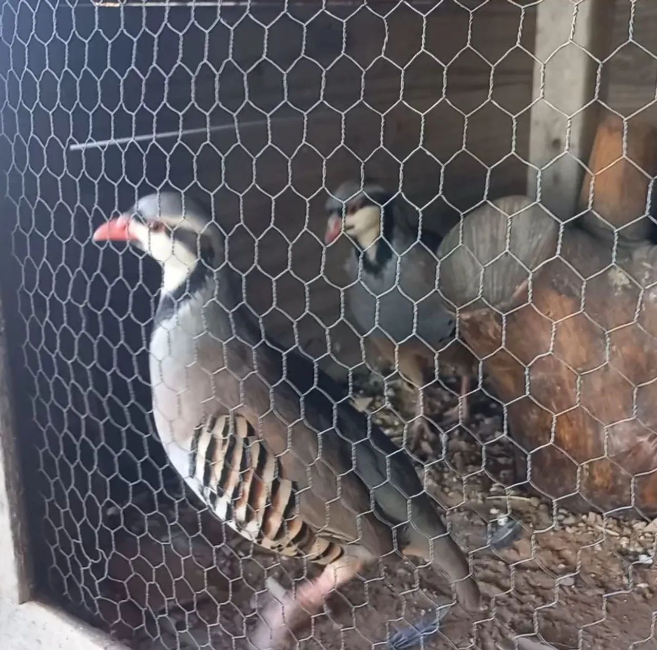 PERDIZ CHUKAR  - Foto 2