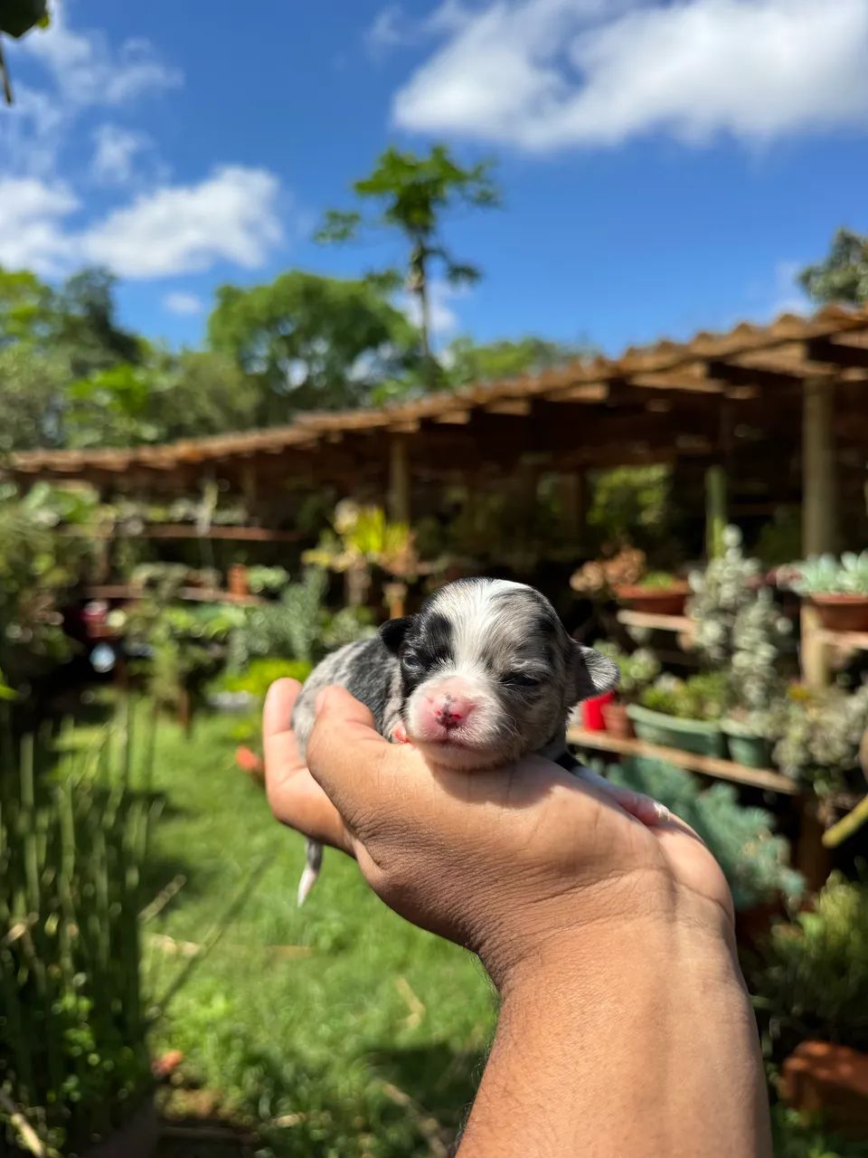 Chihuahua pelo longo  - Foto 3