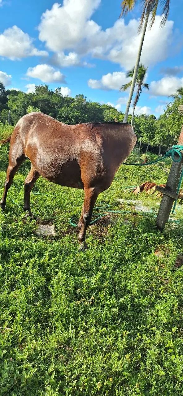 Vendo pônei  - Foto 3