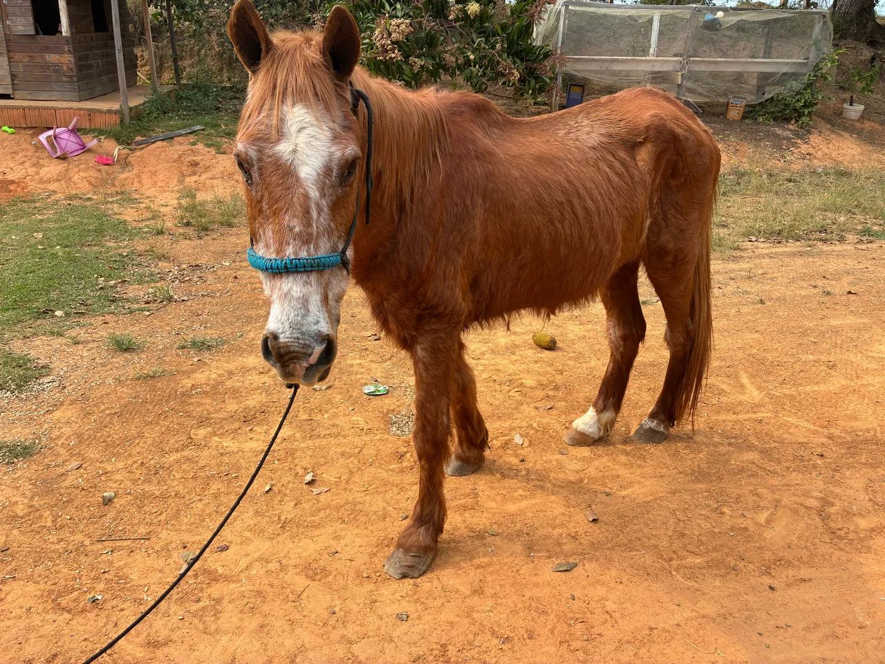 Cavalo - Foto 2