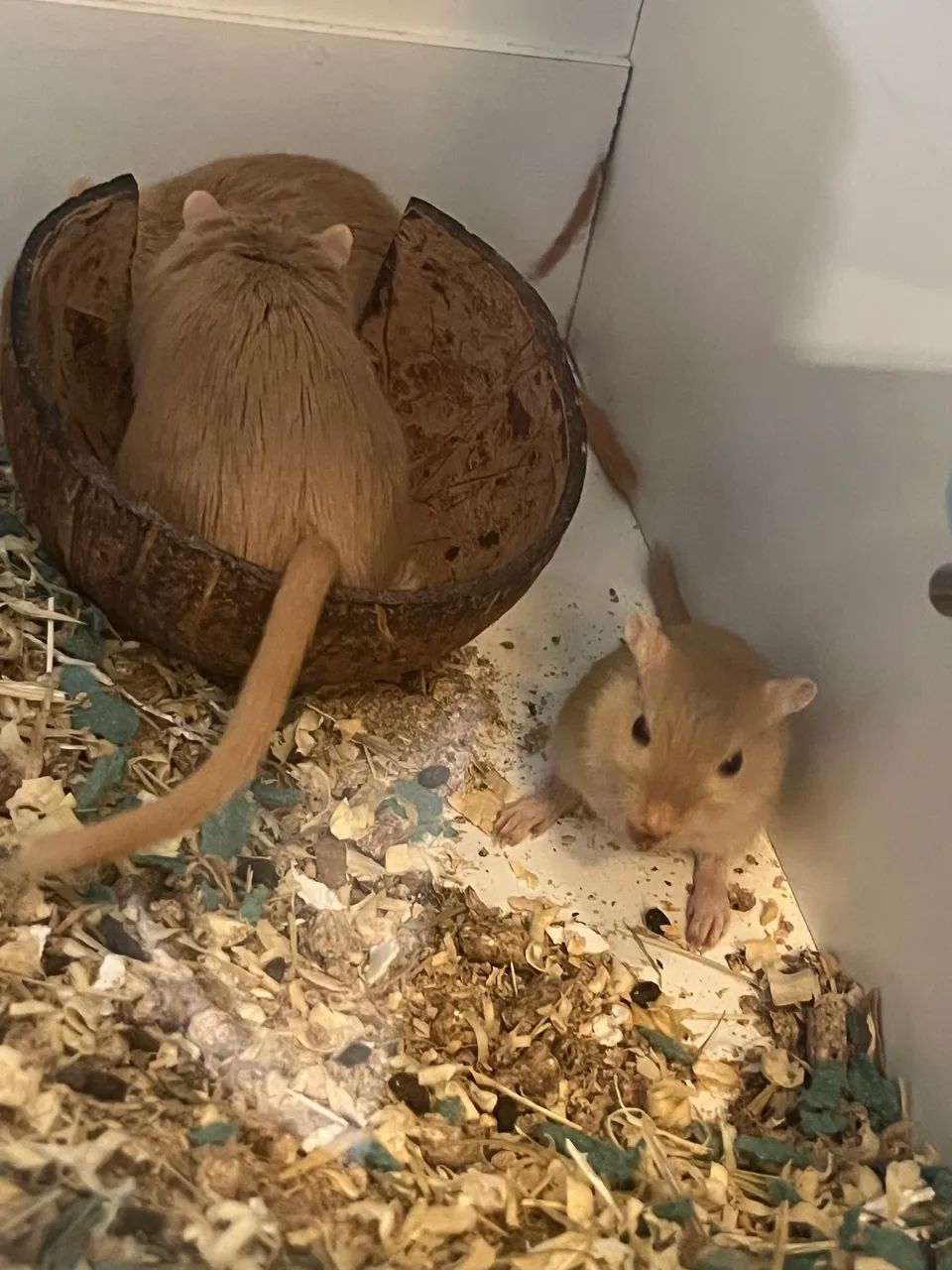 Doação Gerbil - Foto 3