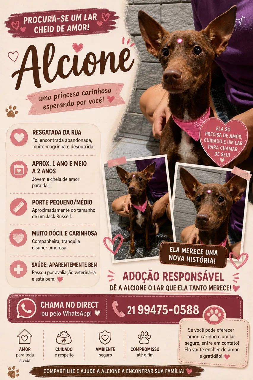 Doação de cachorra dócil e obediente 