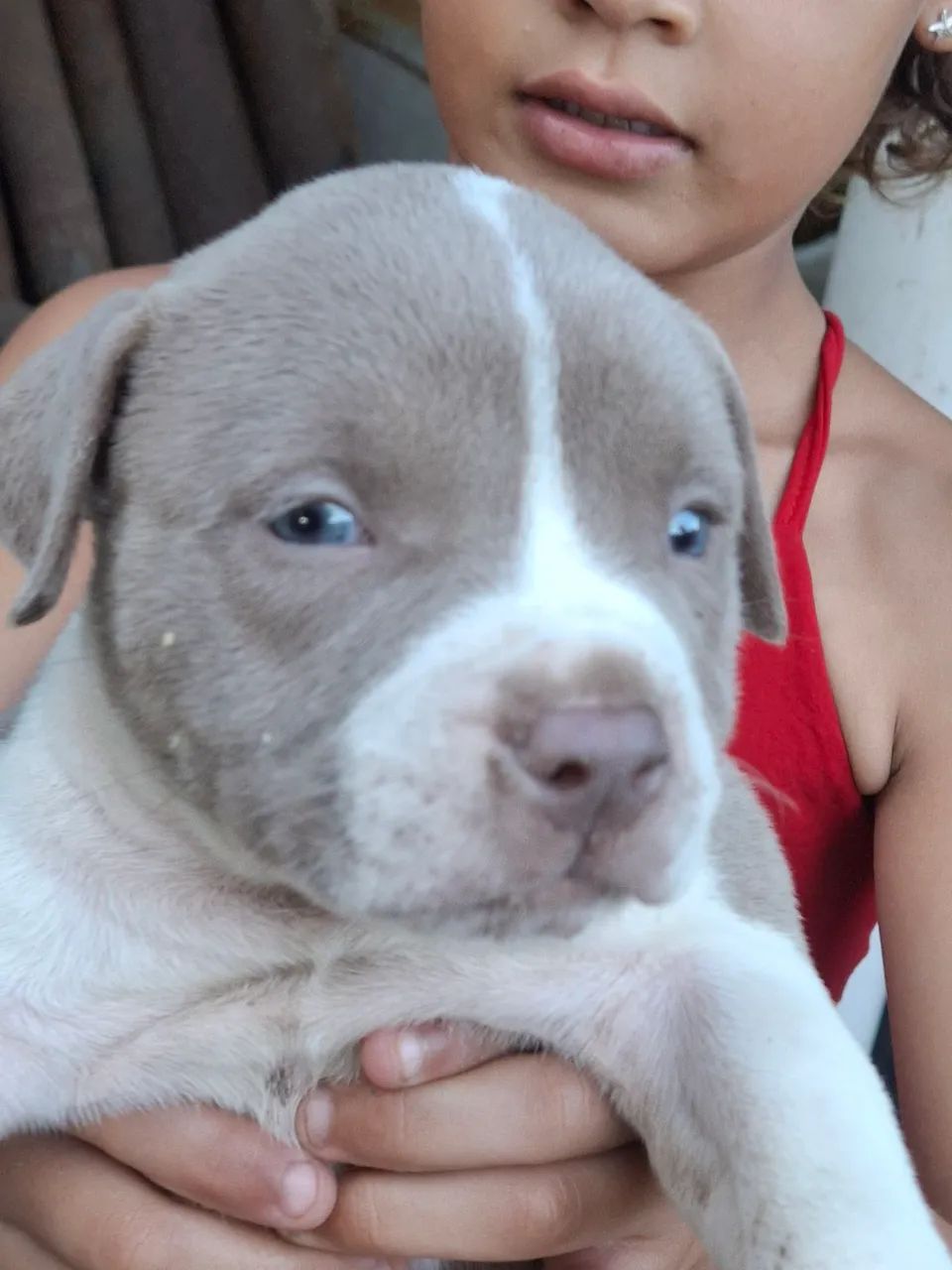 Filhote de American bully standard