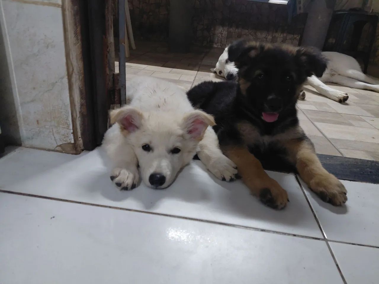 Pastores Alemão e Suíço  - Foto 3