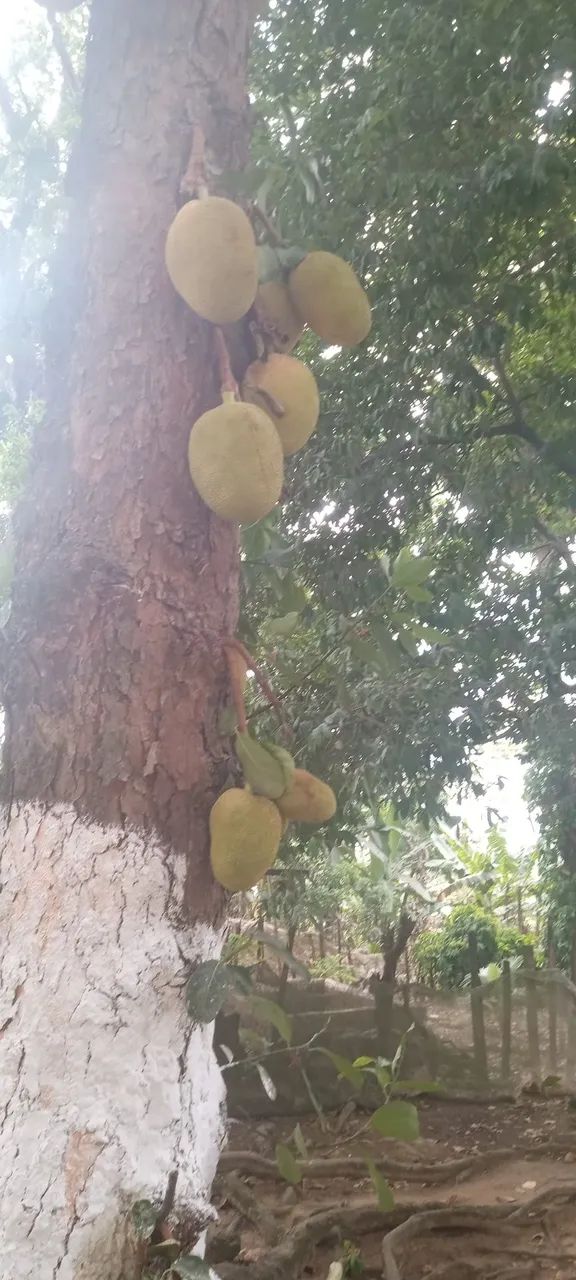 Jacas mole e jacas dura - Foto 5