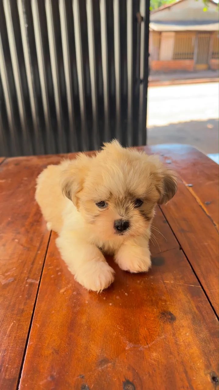 Lhasa Apso filhote  - Foto 2