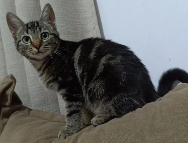 Gato macho - Foto 2