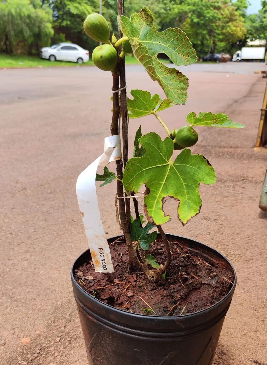 Mudas frutíferas em Ribeirão Preto 
