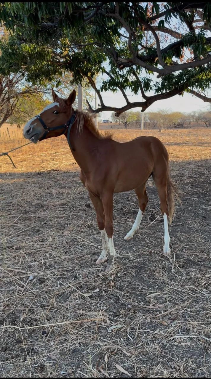 Potra de corrida com registro - Foto 4