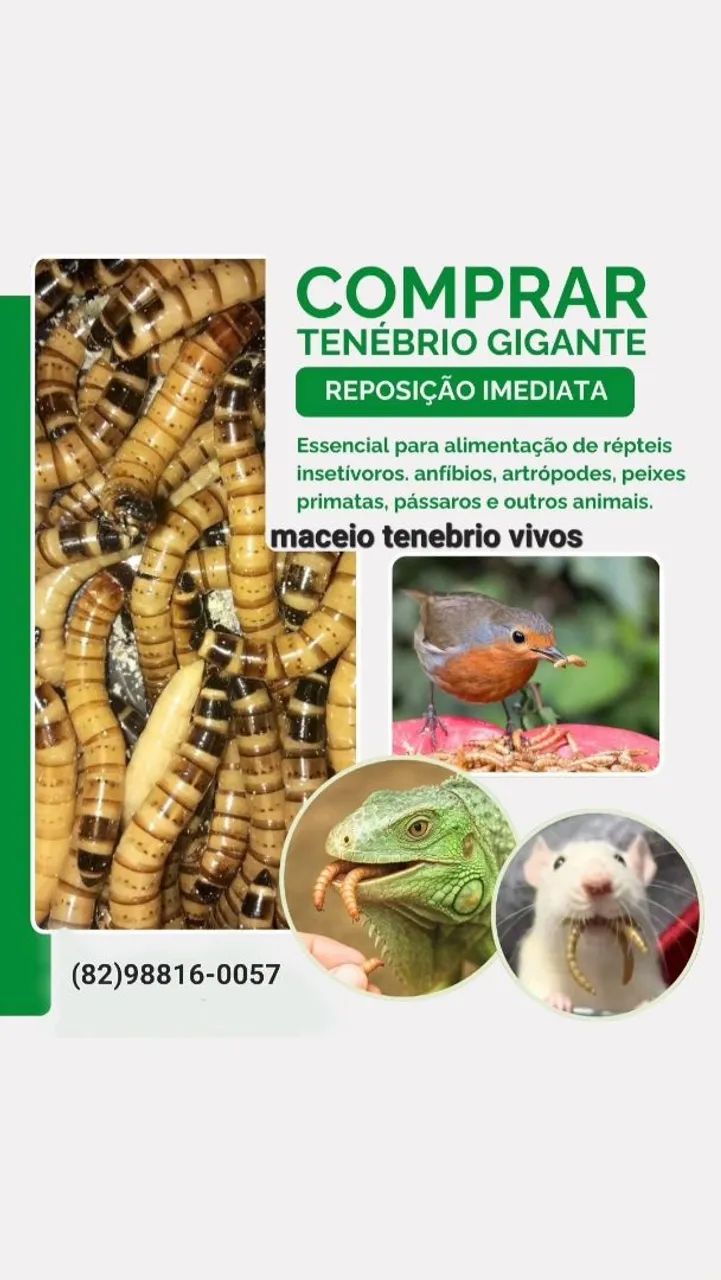 TENÉBRIOS VIVOS  - Foto 5