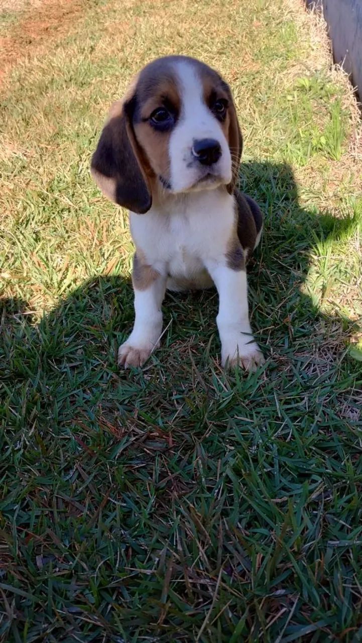 Filhotes de beagle - Foto 2