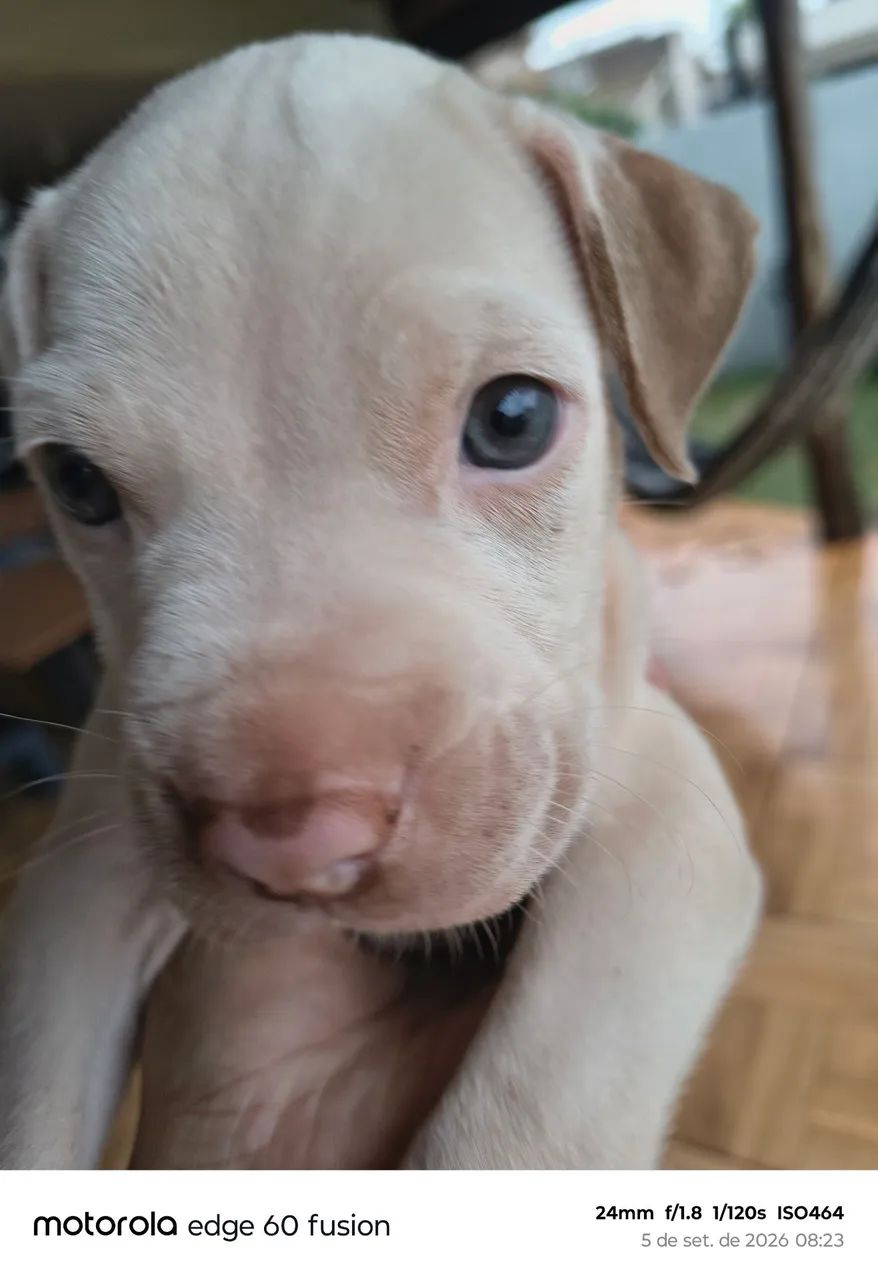 Pitbull - Foto 3