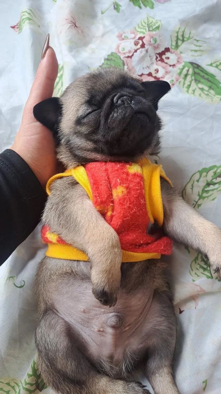 Pug
