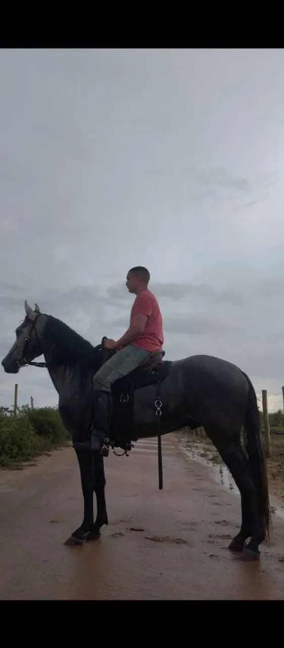 Cavalo 