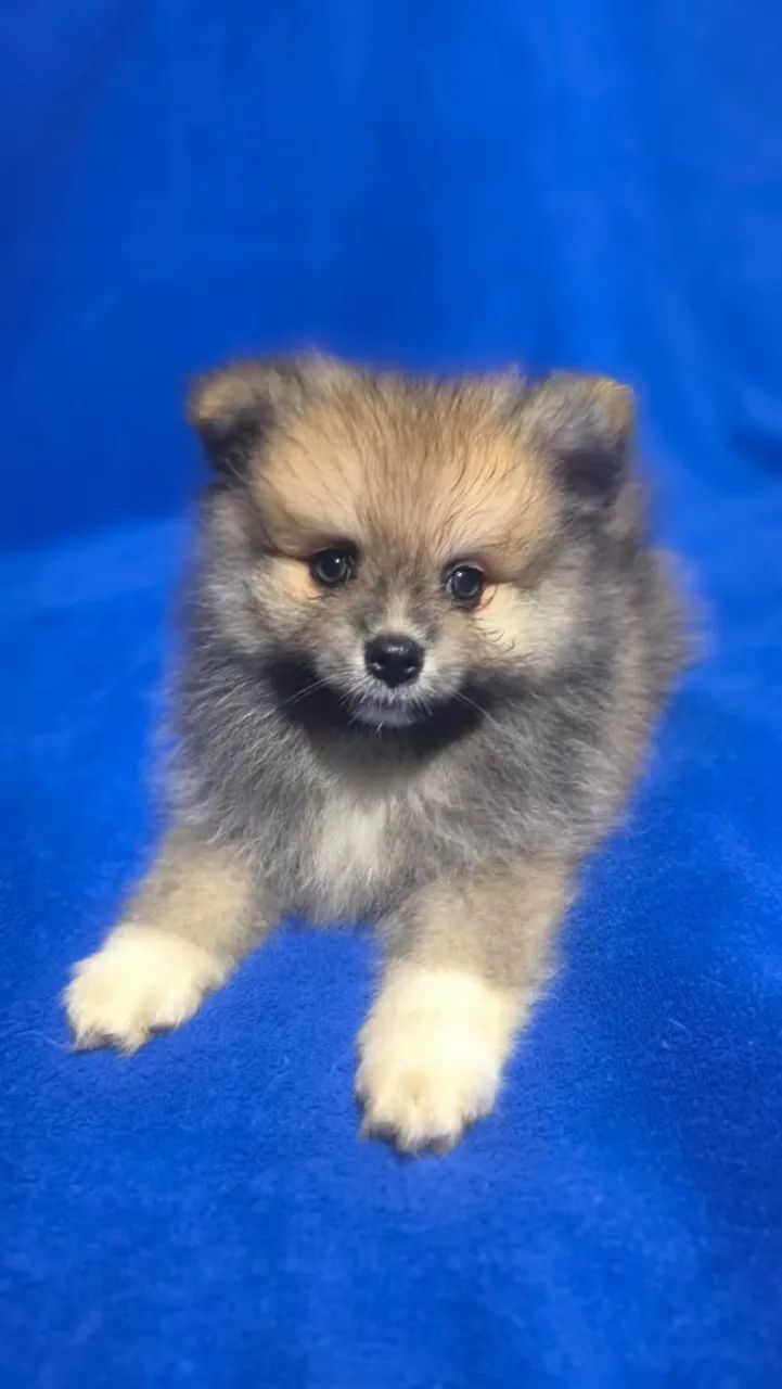 Spitz alemão pequeno macho - Foto 5