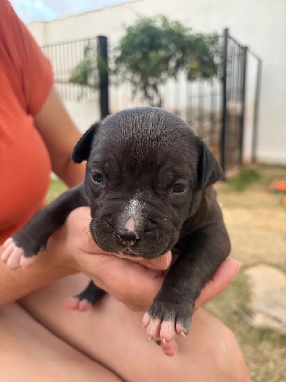 American Bully - Foto 2
