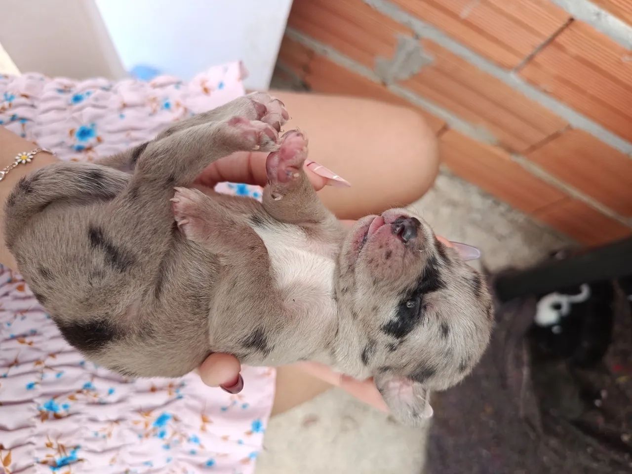 Doação NAO É DE RAÇA.!!!