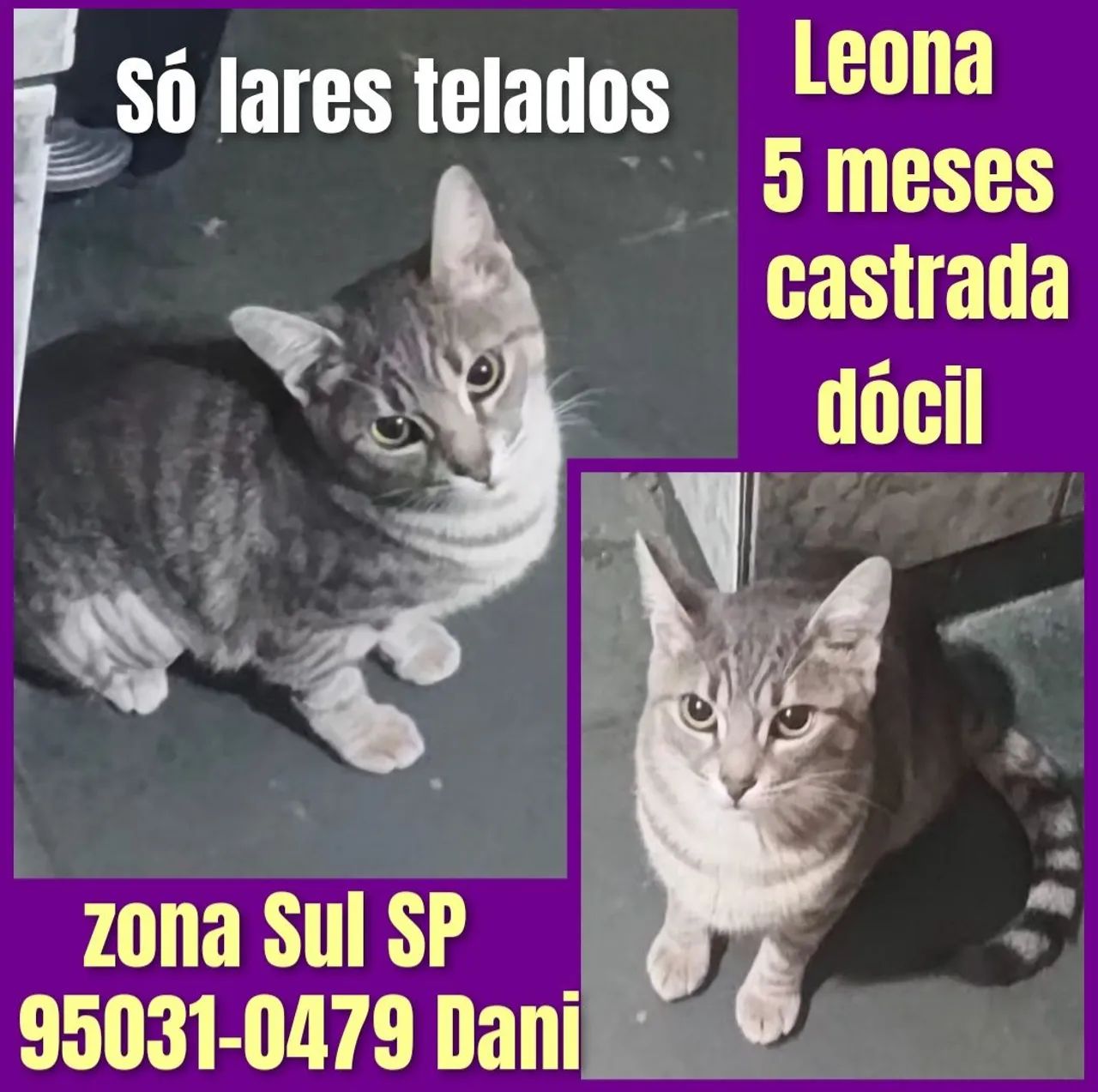 Gatos castrados 