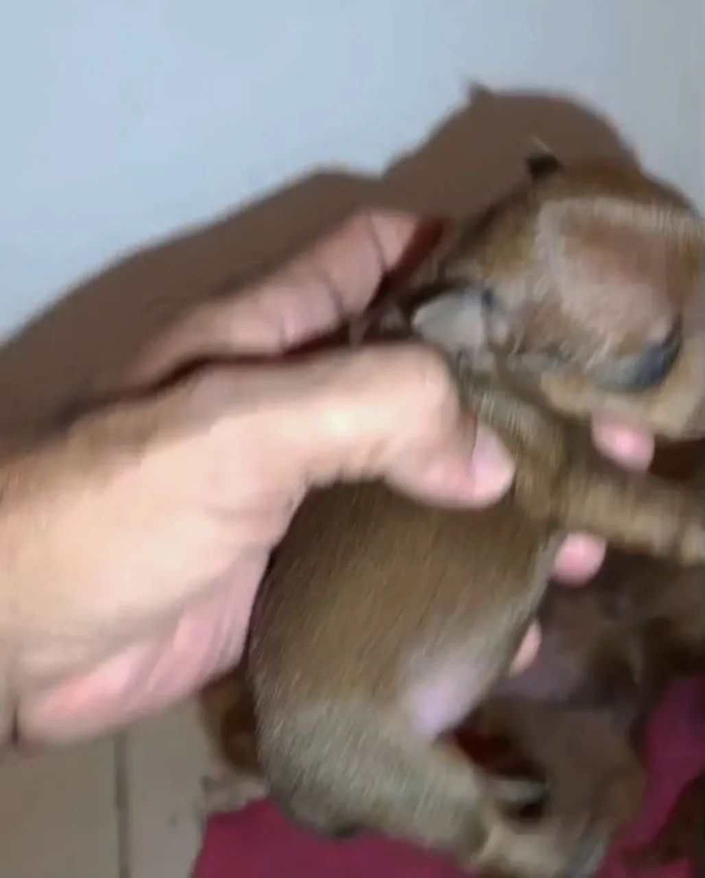 Pinscher miniaturas - Foto 3
