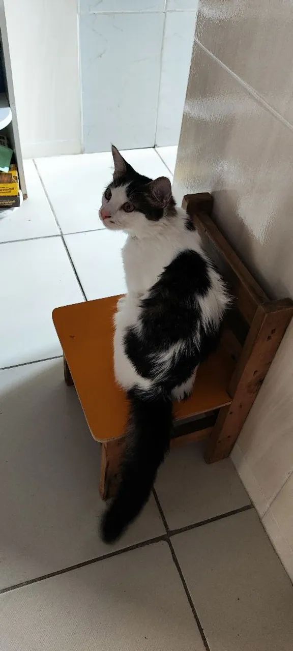 Gato para adoção rápida  - Foto 4