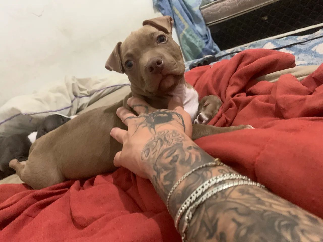 Filhote pitbull - Foto 5