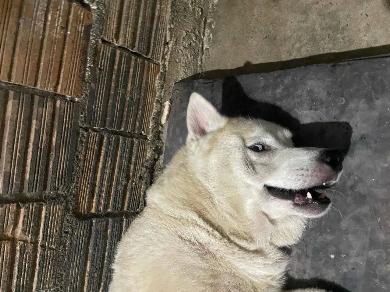 Adoção responsável  - Foto 2
