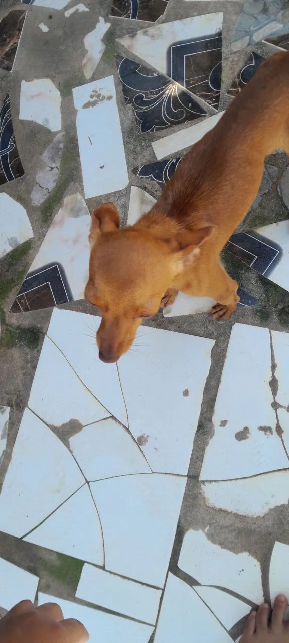 Vendo esse cachorro macho - Foto 2