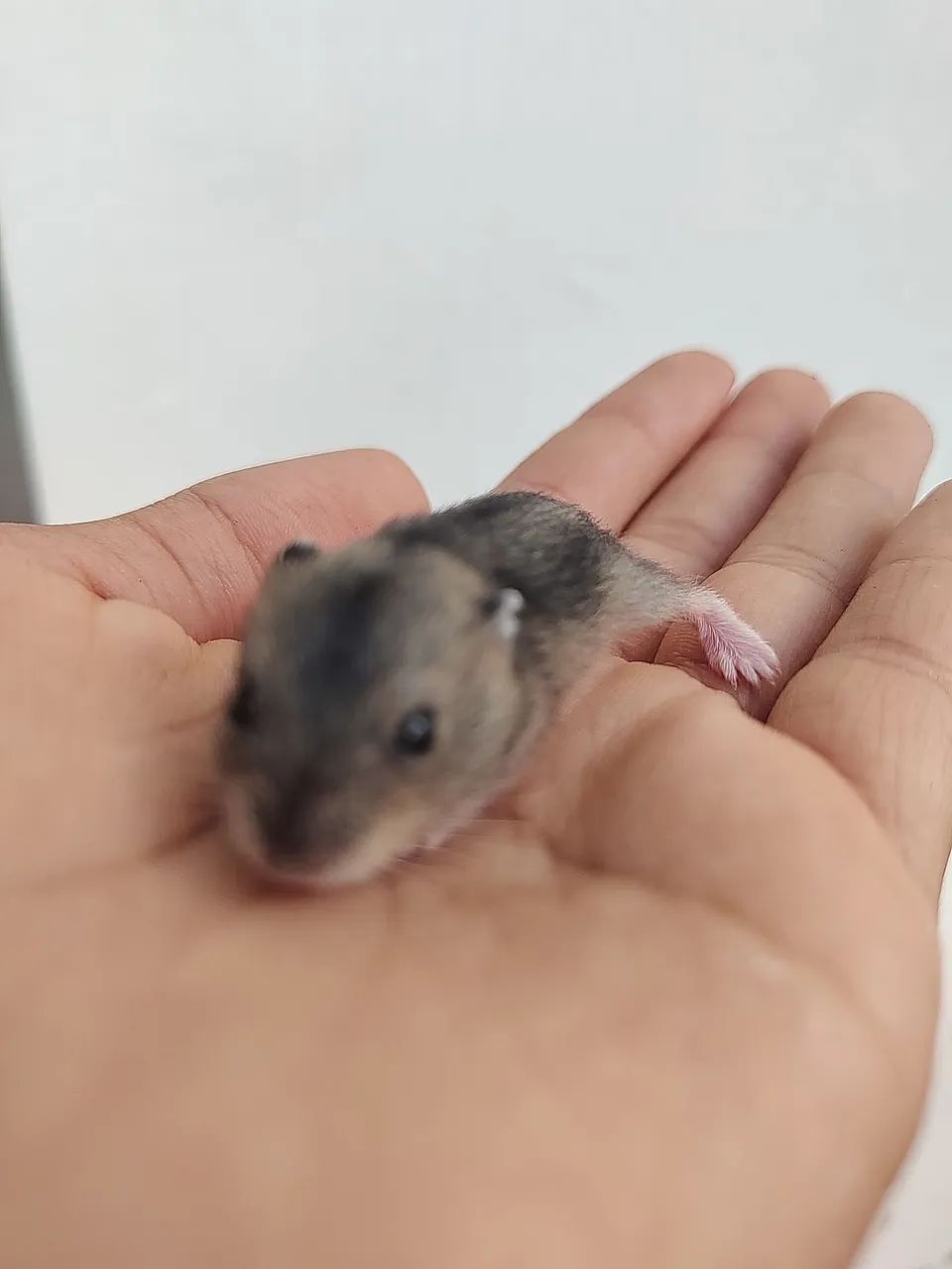 Hamster anão russo  - Foto 3