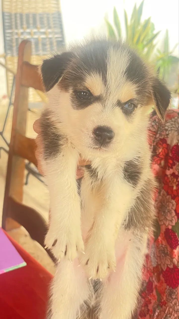 Husky siberiano  - Foto 3