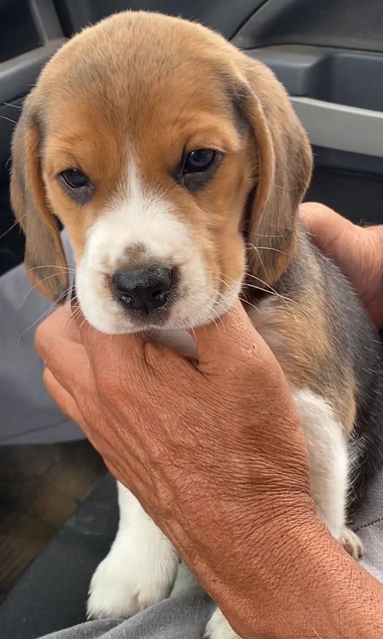 Beagles orelhudos  - Foto 2