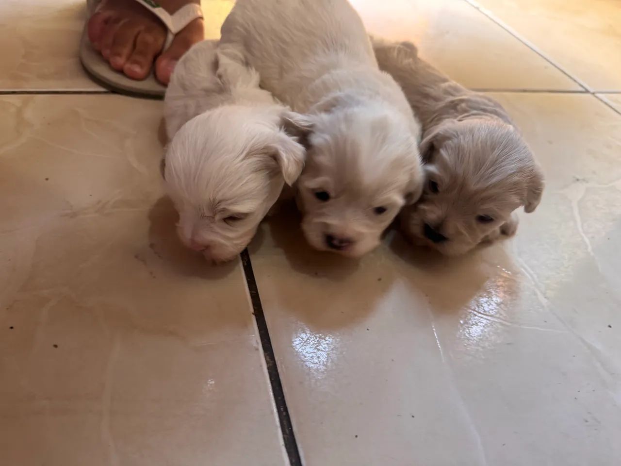 Lhasa apso - Foto 5