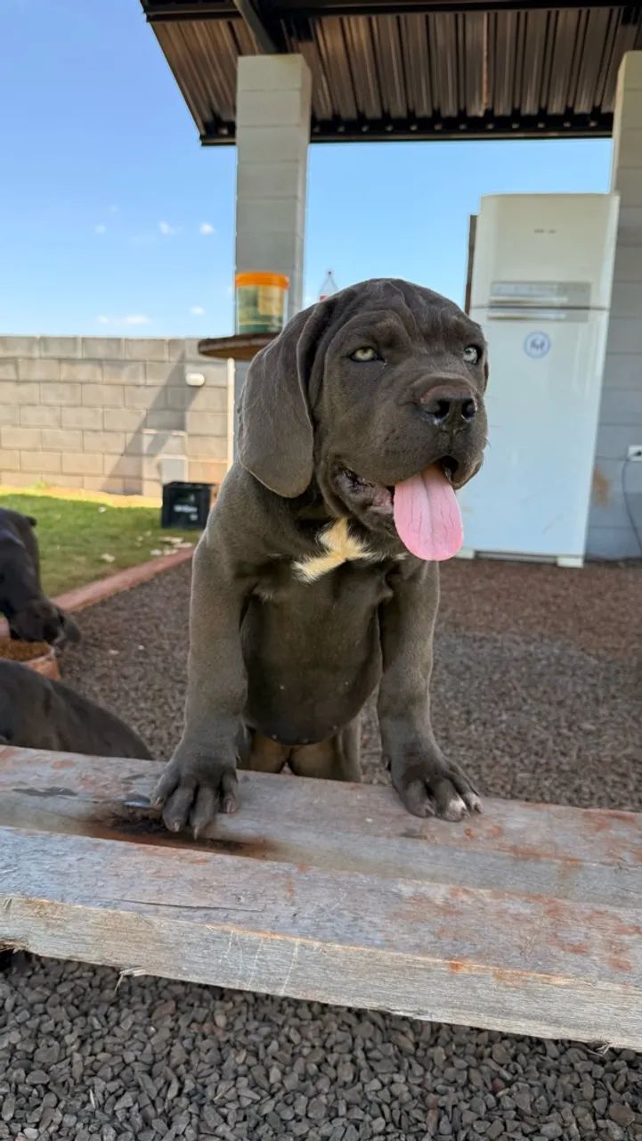 Filhotes de Cane Corso - Foto 3