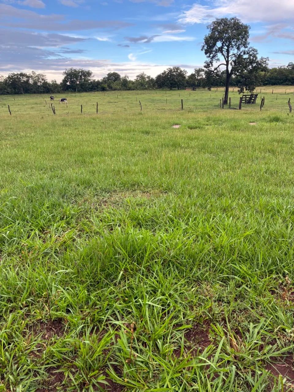 Chácara para Pecuária e Lazer  - Foto 2