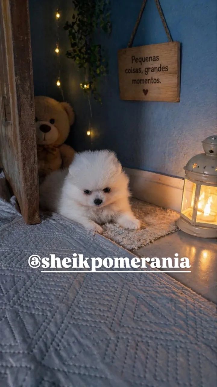 Spitz alemão (lulu da pomerania) - Foto 5
