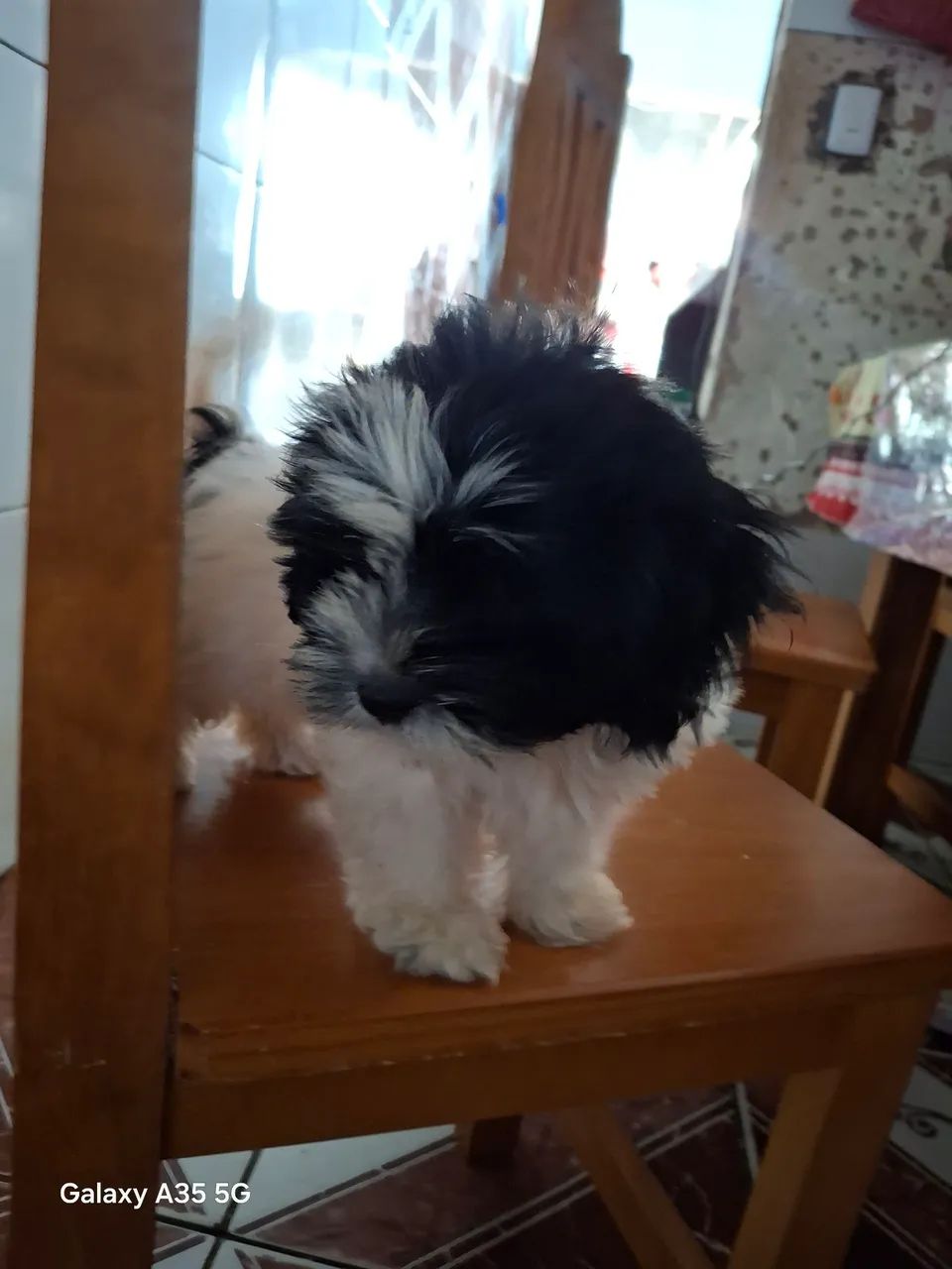 Shitzu macho  - Foto 3