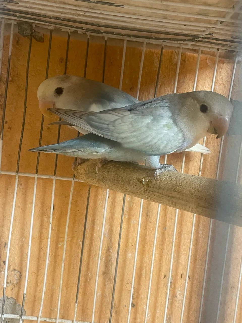 Gaiolas  - Foto 4
