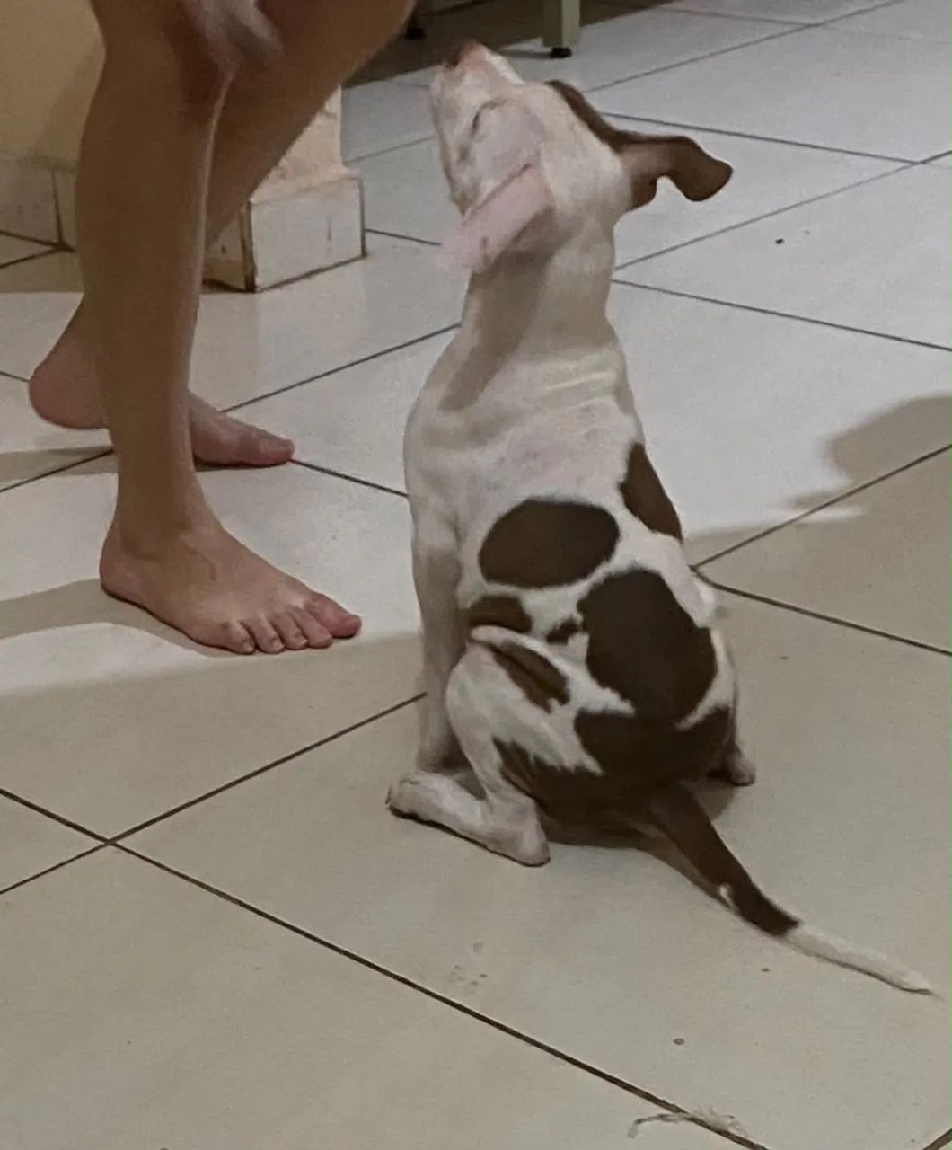 Pitbull  - Foto 2