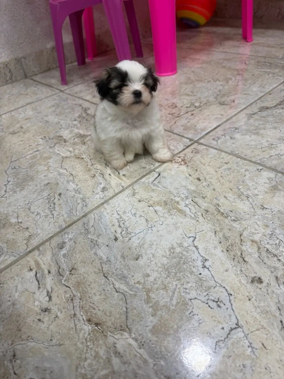 Lhasa Apso  - Foto 3