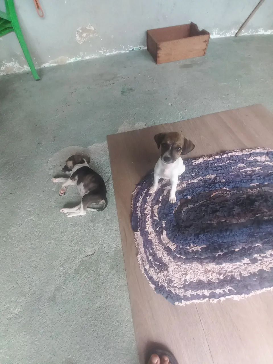 Doa-se filhotes de cão  - Foto 2