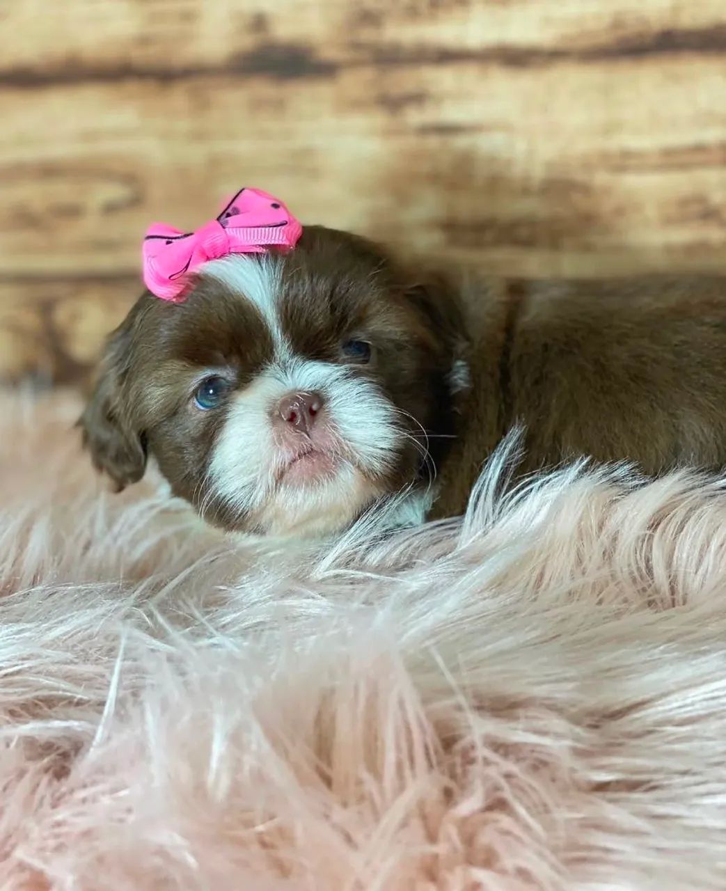 SHIHTZU micro  - Foto 4
