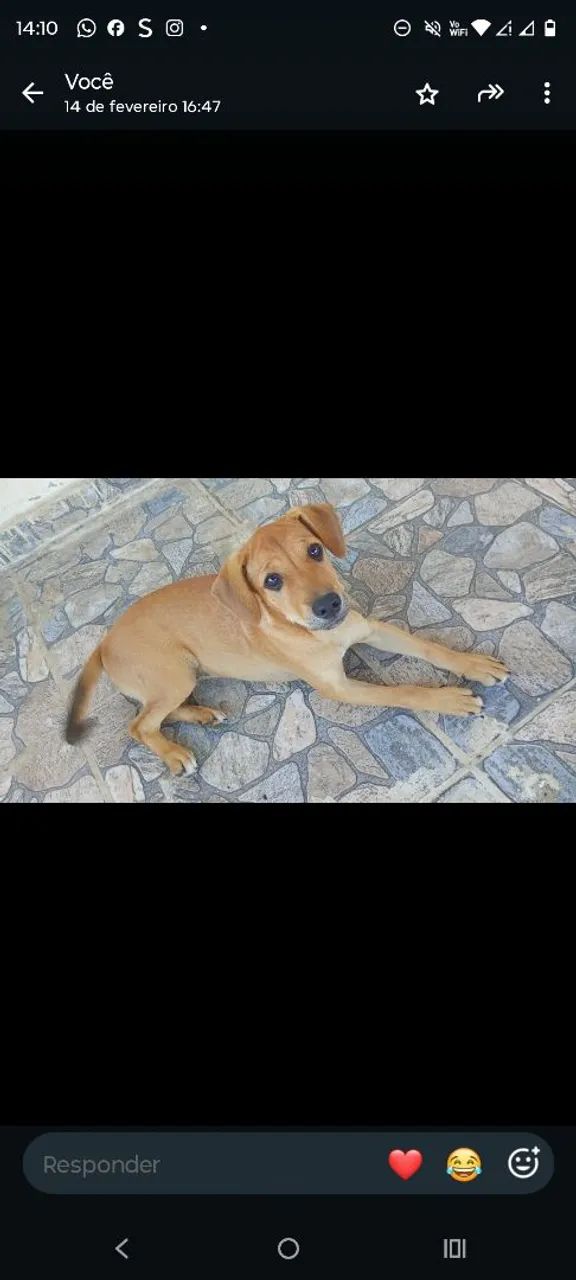 Adoção responsável  - Foto 2