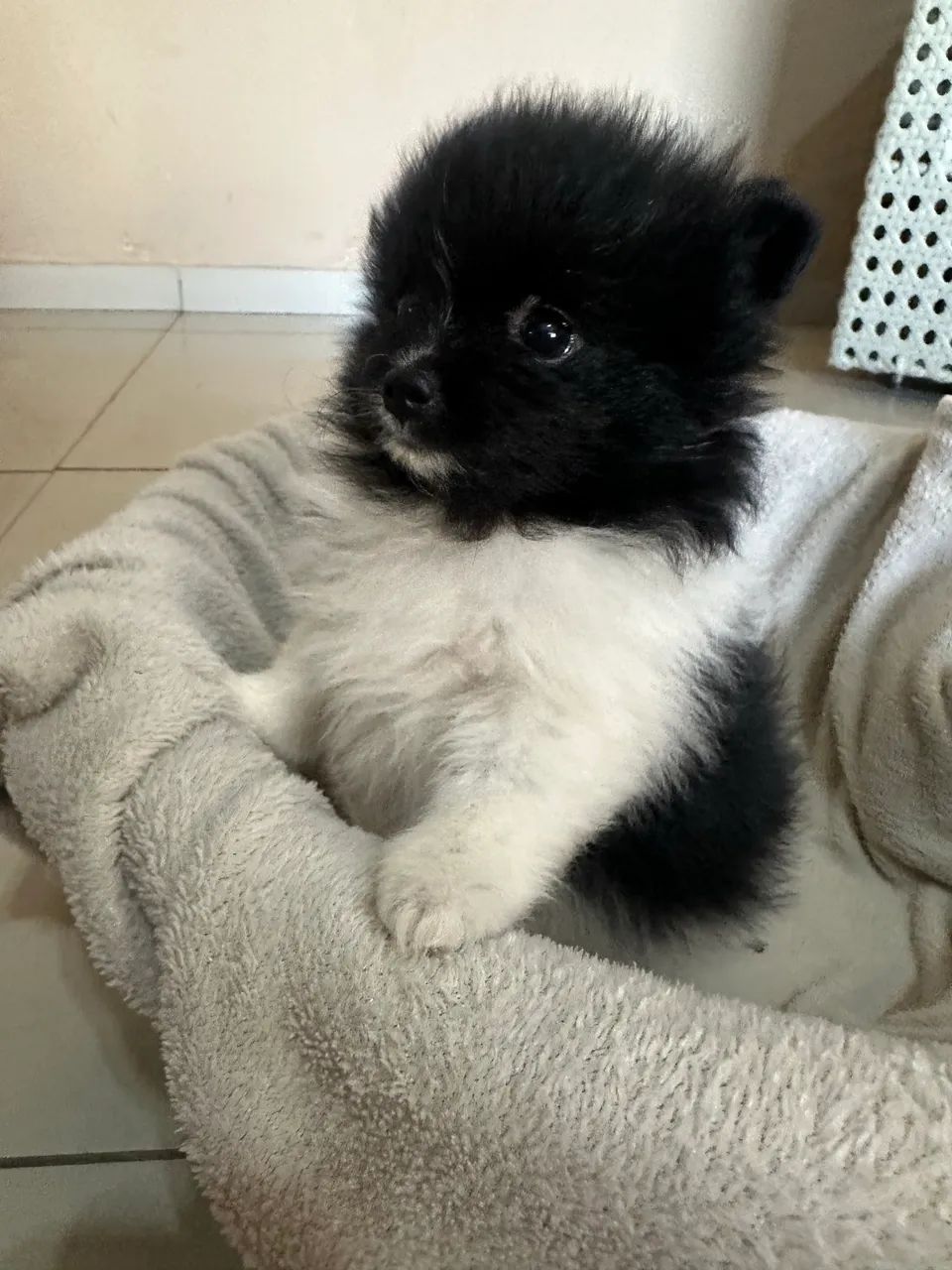 Spitz Alemão Macho Preto e Branco - Foto 2