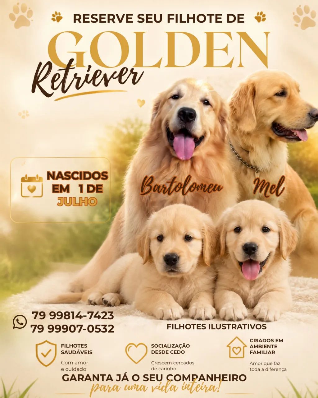 Filhotes de Golden Retriever