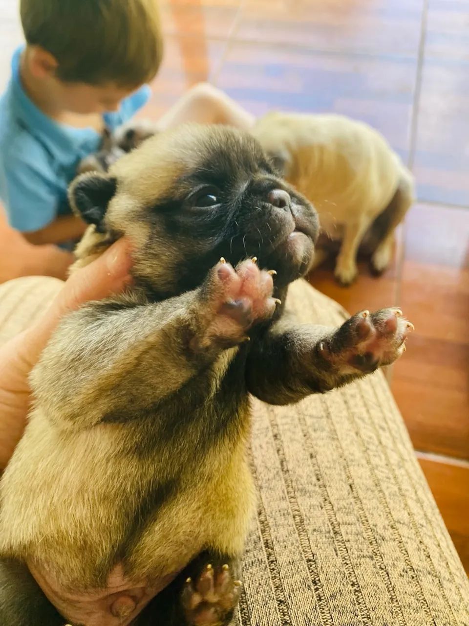 Pugs puro  - Foto 3